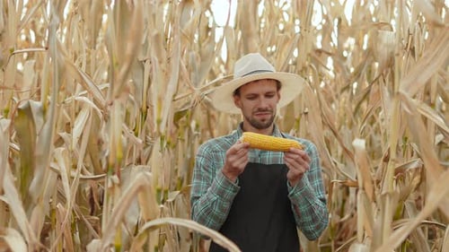 Farmer Examines and Smells Ripe Ear of Corn in Field Among Withered Corn Plants