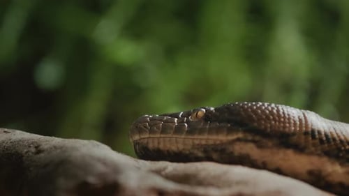 Python Lies on a Dry Tree Branch Closeup of Head