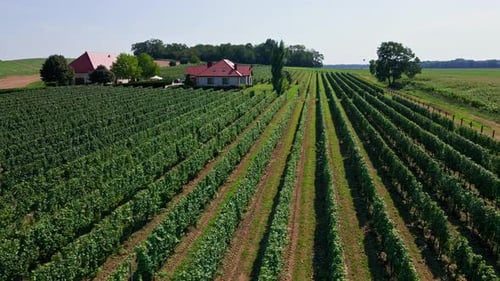 Drohnenflug über Traubenplantage und Weingut an einem sonnigen Tag
