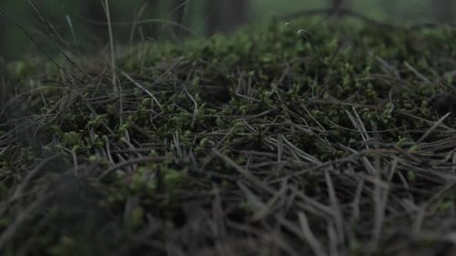 Grünes Moos im Wald