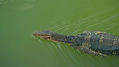 Asian Water Monitor Lizard Swimming in Pond at Lumphini Park Bangkok Tropical Reptile Wildlife with