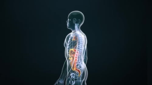 Animated 3D Human Digestive System Anatomy Rotation