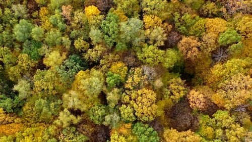 Orange autumn colorful forest drone view. Beautiful season sceneries.
