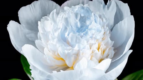 Schöne weißblaue Pfingstrosenblüte, die im Zeitraffer in Nahaufnahme blüht. Tender Bud öffnet und bewegt Blütenblätter