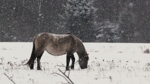 Wild Konik Horse Grazing in Snowy Field in Belarus Naliboki Forest CloseUp
