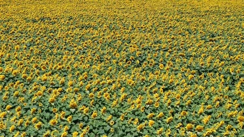 In northwestern Michigan, a sunflower field is seen in full bloom.