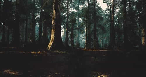 Tranquil Forest Scene with Glowing Light and Peaceful Atmosphere