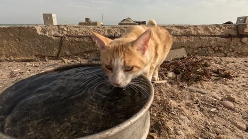 Un gato encantador que sacia su sed en una olla, mostrando una mezcla de elegancia y sencillez en forma de c