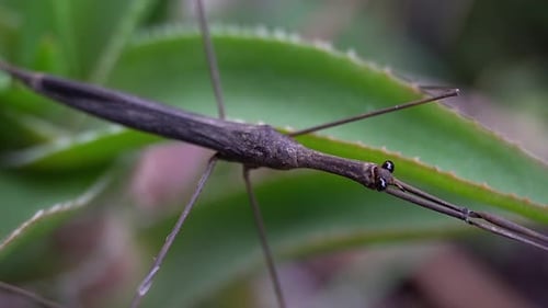 Inseto Water Stick (Ranatra fusca) com as patas dianteiras totalmente estendidas.