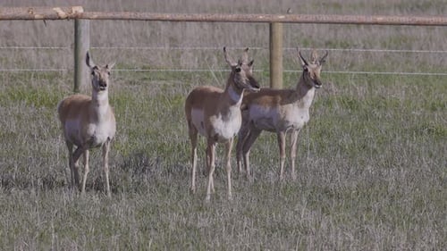 Antelope on a Green Grass Field During Sunny Day