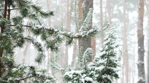 Winter scenery with snow falling on fir tree branch