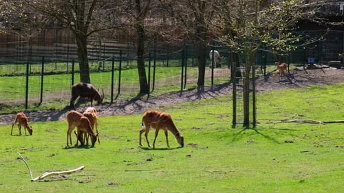 Hungrige Hirsche füttern auf der Suche nach Nahrung im Gras grasen auf der grünen Wiese im Danziger Zoo Polen