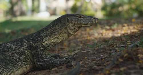 Echse Natur Asiatische Tierwelt Natürlicher Lebensraum Nahaufnahme Asien Wildnis Majestätischer Schönheitsmonitor