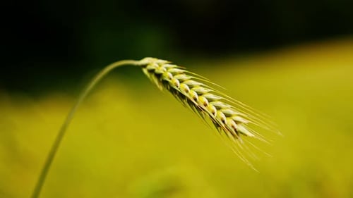 Single Wheat Plant in Field Close Up