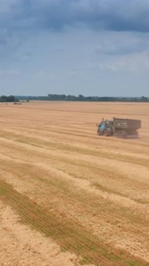 Aerial view of wheat field farming. Combine harvester collects ripe golden wheat. Vertical video