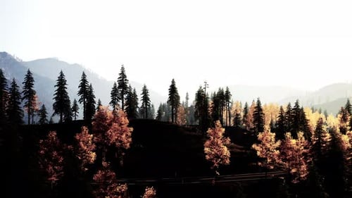 Uma vista panorâmica de uma floresta com montanhas ao fundo