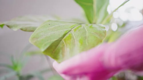 Plant Leaves Being Wiped Clean Indoors