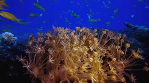 Colorful Soft Coral with Fish Swimming Underwater