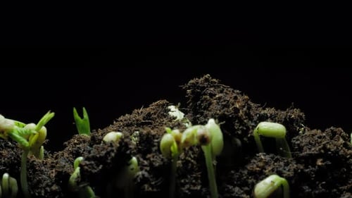 Time Lapse of Plants Germinating in Soil