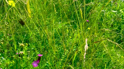 summer field meadow green grass and flowers, falling camera into grass bottom