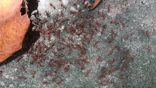 Eine Gruppe roter Ameisen versammelt sich auf dem Boden neben einem Blatt.