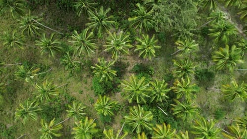 Flying Over Plantation of Coconut Palm Trees