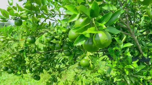 fresh orange fruit on the tree