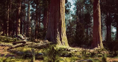 Ancient Trees Tower Majestically in Vibrant Forest Under Sunlight