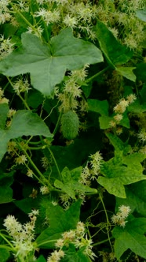 A Wild Cucumber Grows in the Garden Selective Focus