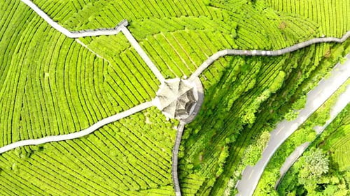 Tea Field