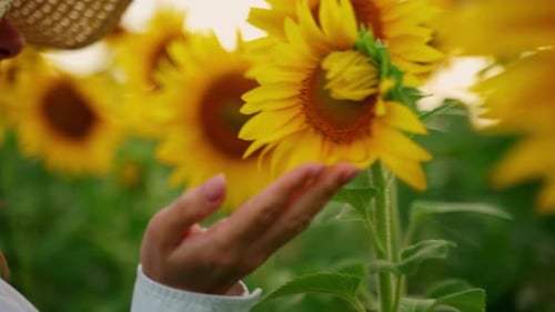 Woman's Hand Gently Touching Sunflower Petals