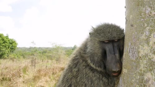 Resting Baboon Leans Against Tree in the Sun