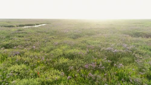 Low Drone Shot into the Sun over Salt Marsh with Green Grass and Flowers and Puddles of Water in Nor