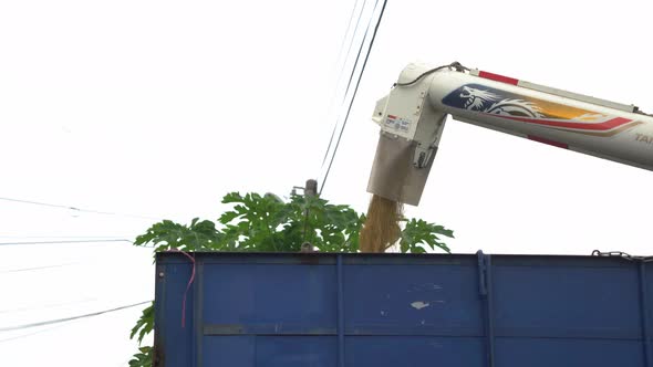 Combine harvester unloading rice crop into the truck, ready to be ...