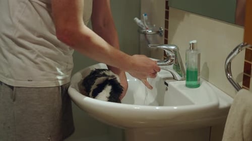 Man Opens the Water Tap While Holding Guinea Pig on the Bathroom Sink to Clean It