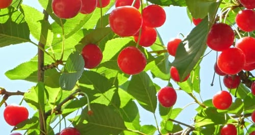 Cerise sur arbre
