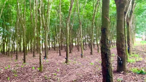 Green Forest of Trees in a Peaceful Setting
