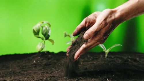 Hands Adding Soil to Seedlings Against Green Screen