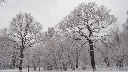 View of a snowy forest with trees covered by snow