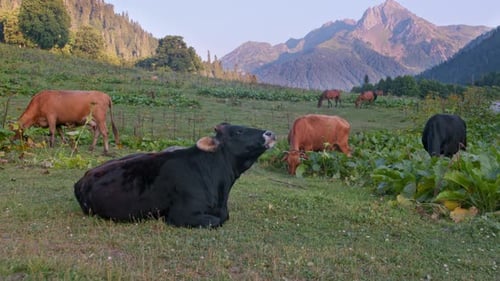 A Black Cow Lies in a Field in the Mountains Among the Herd