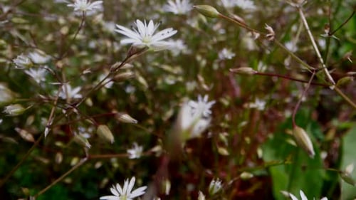 Daisy Flowers in a Field with Green Grass are Swaying in the Wind A Field of Chamomile Flowers with
