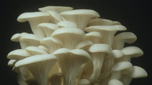 Close Up of White Oyster Mushrooms