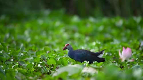 Elegant Swamphen bird explores aquatic plants in a lush tropical wetland habitat.