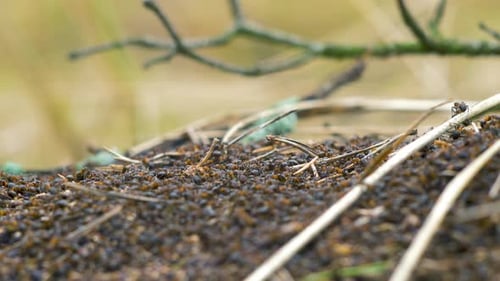 Rote Ameisen (Formica rufa) bewegen sich auf dem Nest, Ameisenhaufen mit roten Waldameisen im Frühling, Arbeit und Leben der Ameise