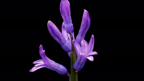 Time Lapse of Hyacinth Flowers Blooming on Black Background