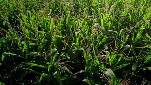 Footage top view of cornfield.