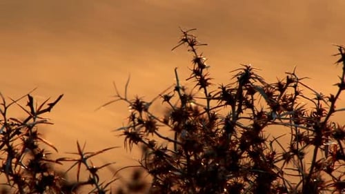 Dry Bush Thorns on the Background of Sand Dunes Africa