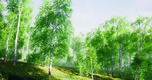Lush Green Forest with Sunlight Filtering Through Leaves in Serene Atmosphere