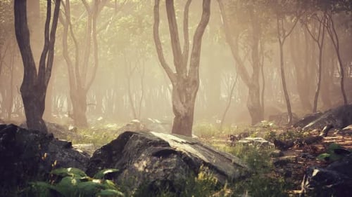 Misty Forest with Rocks and Greenery at Dawn Creating a Serene Atmosphere