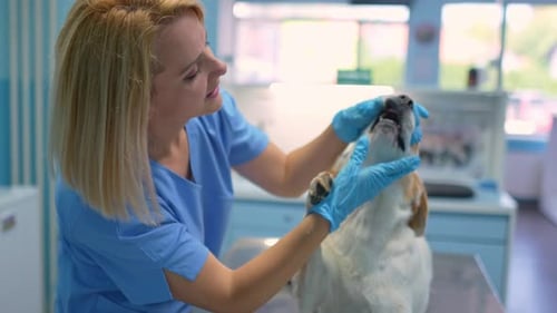 Caring vet examines a dog's dental health at the clinic